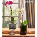 DIS. TOWER RED WINE TEMP. 220CC 11.2CM P/1152 GB6.OB24 | Συσκευασία 6 τμχ