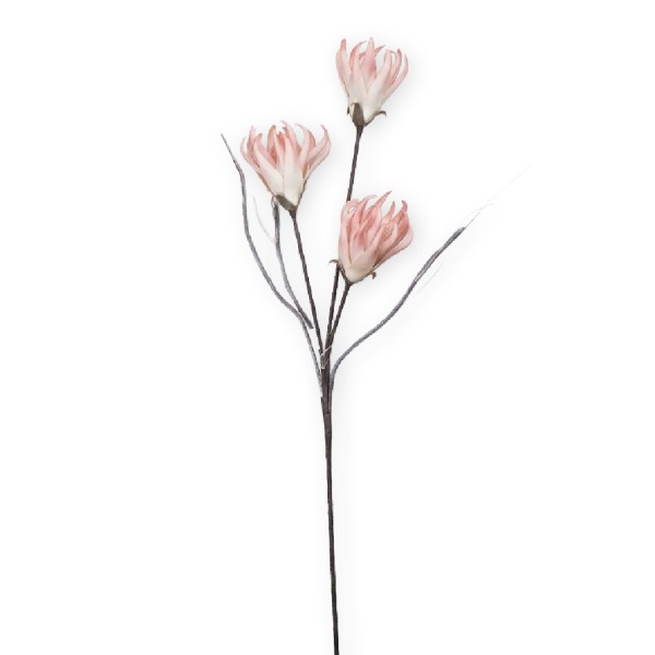 ΛΟΥΛΟΥΔΙ ΜΕ ΚΛΑΔΙΑ ΠΟΡΤΟΚΑΛΙ 100ΕΚ. | Συσκευασία 8 τμχ