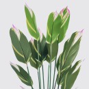 Διακοσμητικό φυτό σε γλάστρα Lucky Inart πράσινο Φ80x180εκ