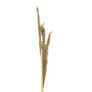 Διακοσμητικό φυτό pampas Beroun Inart σετ των 3τεμ σε φυσική απόχρωση Υ140εκ