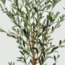 Διακοσμητικό φυτό σε γλάστρα Olia Inart πράσινο 65x55x180εκ