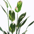 Διακοσμητικό φυτό σε γλάστρα Lucky I Inart πράσινο Φ80x210εκ