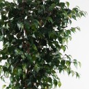 Διακοσμητικό φυτό σε γλάστρα Banyan Inart πράσινο Φ95x180εκ