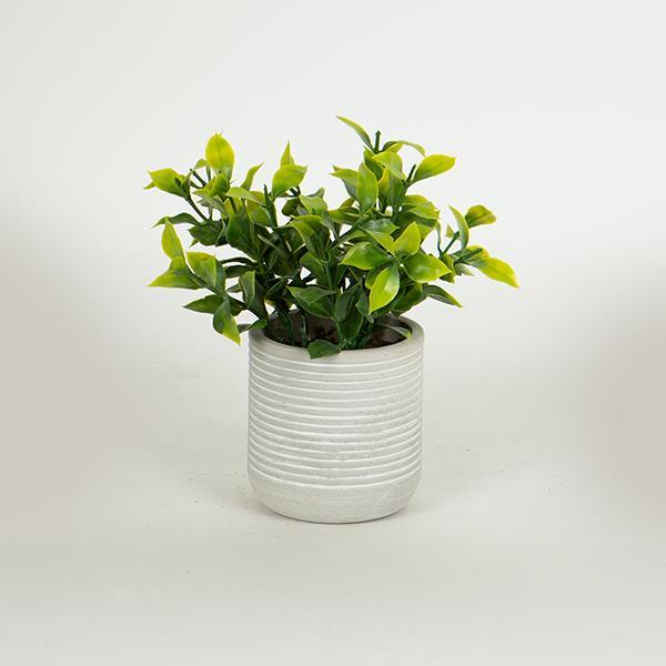 ΦΥΤΟ ΣΕ ΓΛΑΣΤΡΑΚΙ ΑΠΟ ΧΑΡΤΙΝΗ ΠΟΥΛΠΑ 17cm (Συσκευασία 6 τεμαχίων)