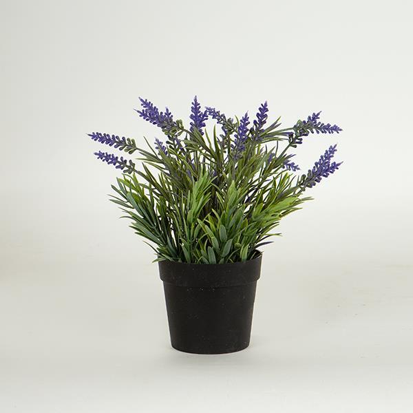 ΛΕΒΑΝΤΑ ΣΕ ΓΛΑΣΤΡΑΚΙ ΠΛΑΣΤΙΚΟ ΜΑΥΡΟ 20cm (Συσκευασία 6 τεμαχίων)