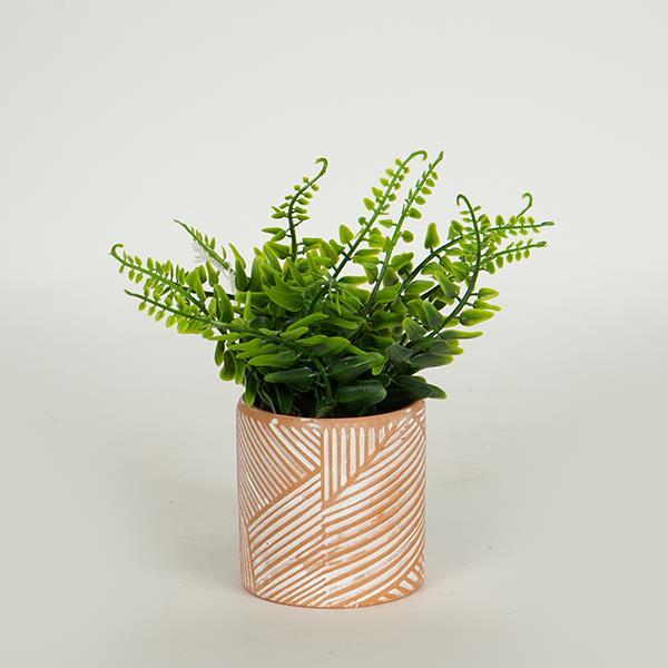 ΦΥΤΟ ΣΕ ΓΛΑΣΤΡΑΚΙ ΤΕΡΡΑΚΟΤΑ 18cm (Συσκευασία 6 τεμαχίων)