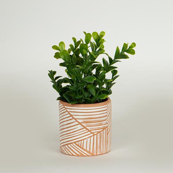 ΦΥΤΟ ΣΕ ΓΛΑΣΤΡΑΚΙ ΤΕΡΡΑΚΟΤΑ 18cm (Συσκευασία 6 τεμαχίων)