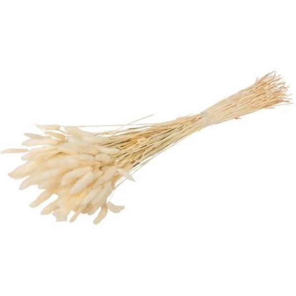 Beauty Home ΓΑΤΑΚΙΑ LAGURUS ΕΚΡΟΥ 75CM 50ΤΜΧ